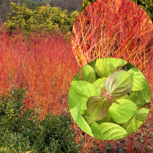 Cornus sanguinea 'Anny's Winter Orange' - Verev kontpuu 'Anny's Winter Orange' C5/5L